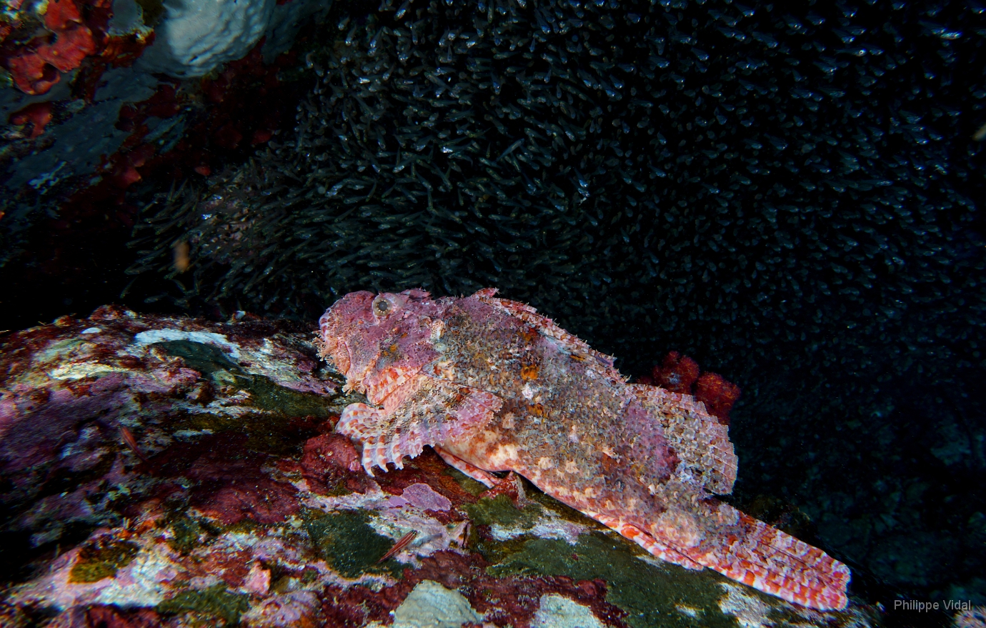 Birmanie - Mergui - 2018 - DSC02758 - Tasseled scorpionfish - Poisson scorpion a houpe - Scorpaenopsis oxycephala.jpg